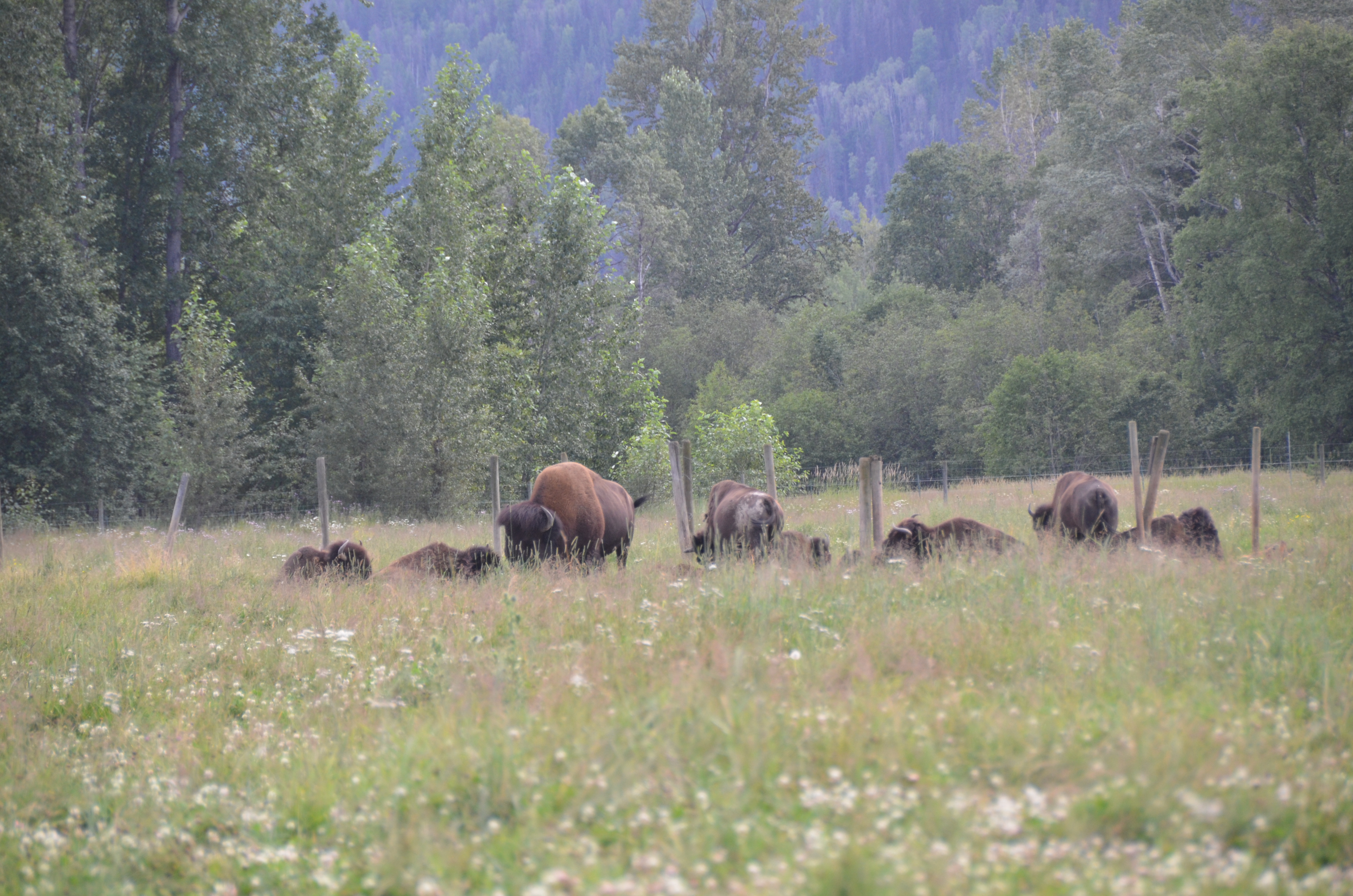 photos/wildlife/Mammal_Species/American Bison/DSC_0522.JPG